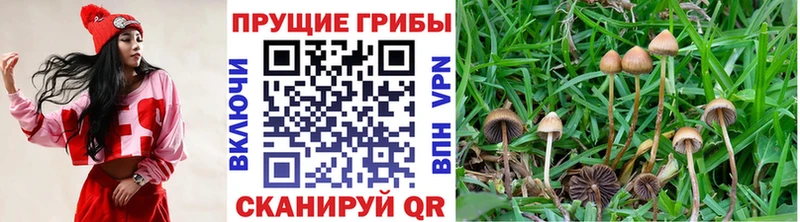 Галлюциногенные грибы Psilocybe  Рошаль 